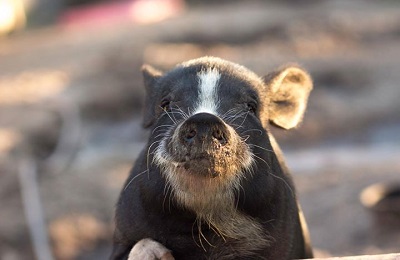 baby pig